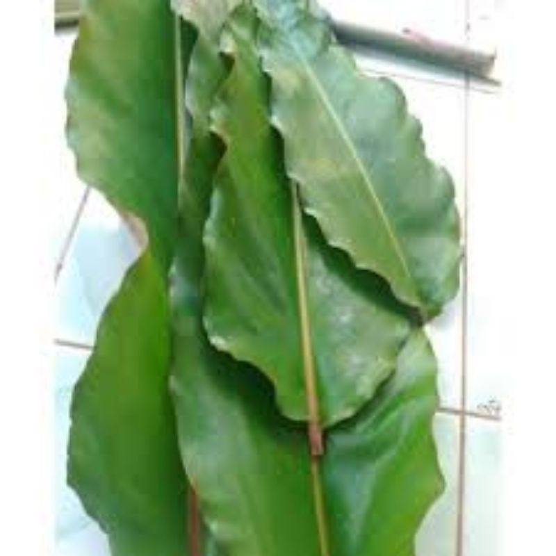 

DAUN KECOMBRANG PERPAKET 15 LEMBAR DAUN KECOMBRANG SEGAR