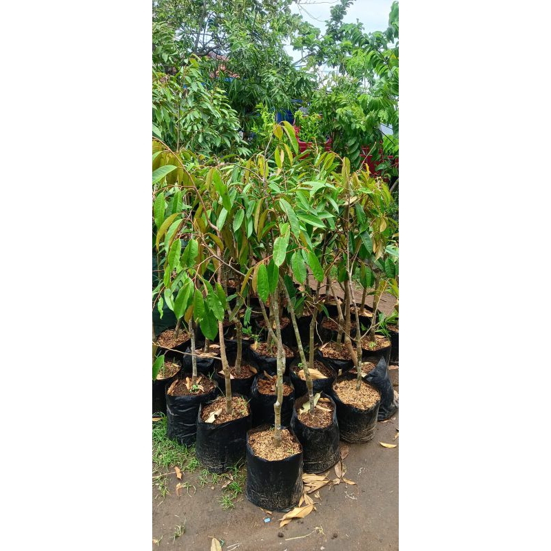 Bibit Durian Musangking, Bawor, Montong Tinggi 1 meter