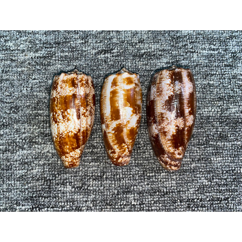 CANGKANG KERANG CONUS GEOGRAPHUS