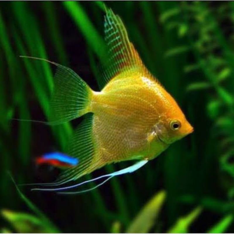 Manfish Golden 2.5 - 3 Cm - ETALASE Khusus Sameday