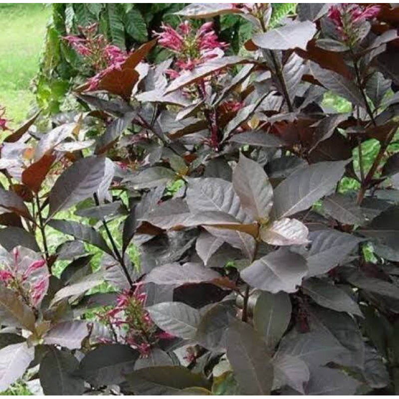 

TANAMAN DAUN HANDELEUM SIEM | DAUN UNGU FRESH 100 gram
