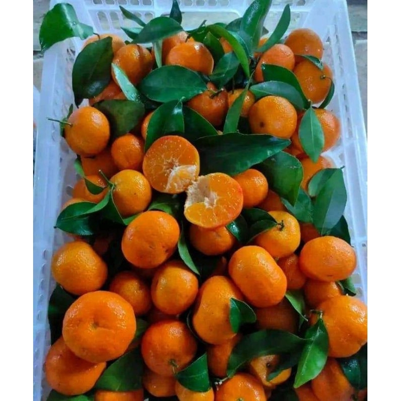 

Jeruk Santang Madu Daun Birma 500 gr - 1 kg