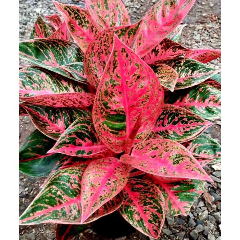 Tanaman Hias Aglonema Reanita Surya/Tanaman Hias Aglaonema Reanita Surya/ bibit / bibit bunga hidup 