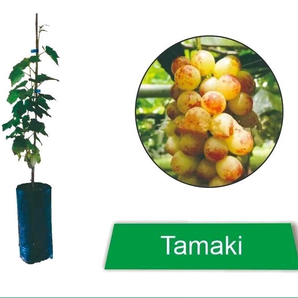 Bibit Anggur import Tamaki