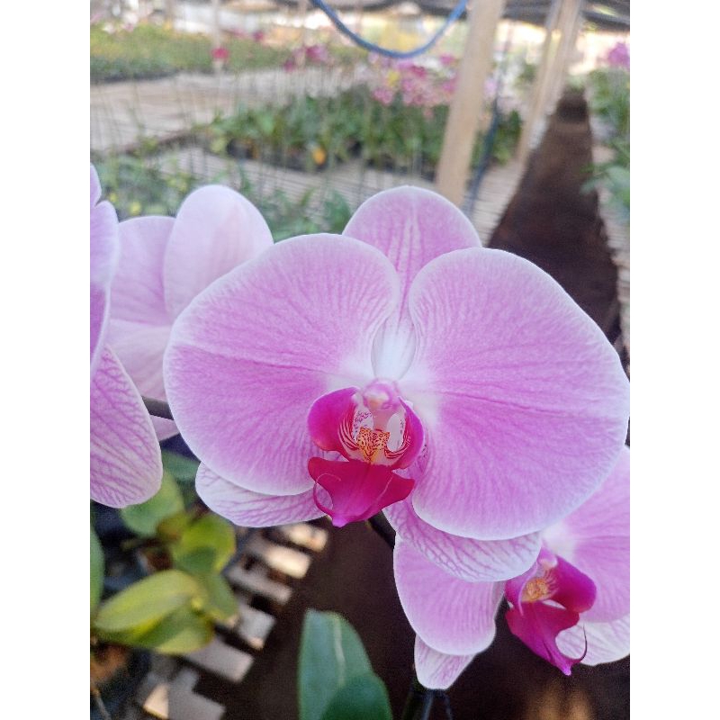 anggrek bulan premium putih blush pink lidah merah loreng phalaenopsis hybrid bunga jumbo kondisi kn