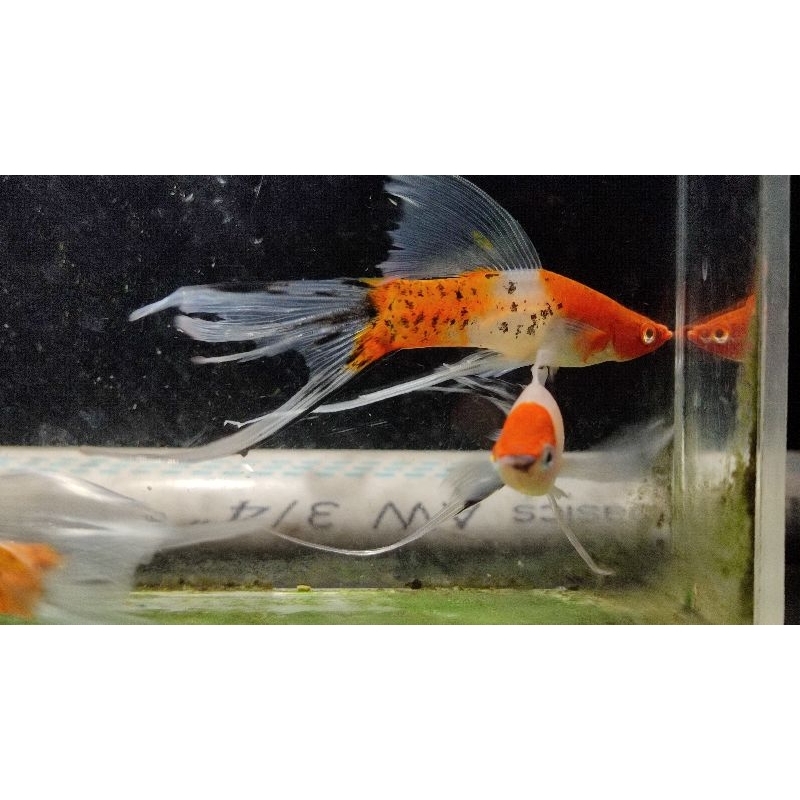 sanke lyretail aksesoris aquarium