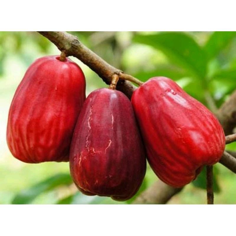 ENTRES/CUTTING JAMBU JAMAIKA/JAMBU BOL