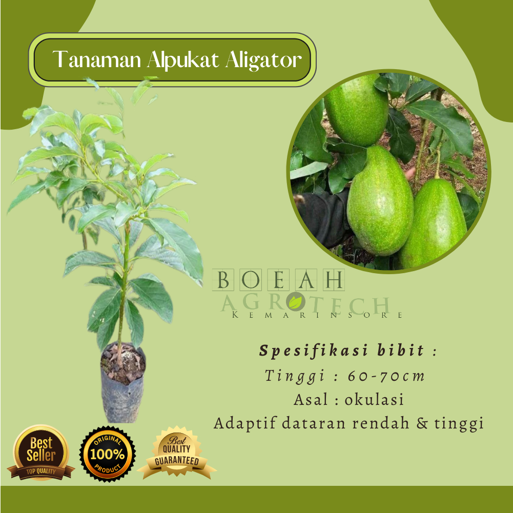 Bibit Alpukat Aligator Super Jumbo Okulasi Cepat Berbuah/Tanaman Alpukat Aligator