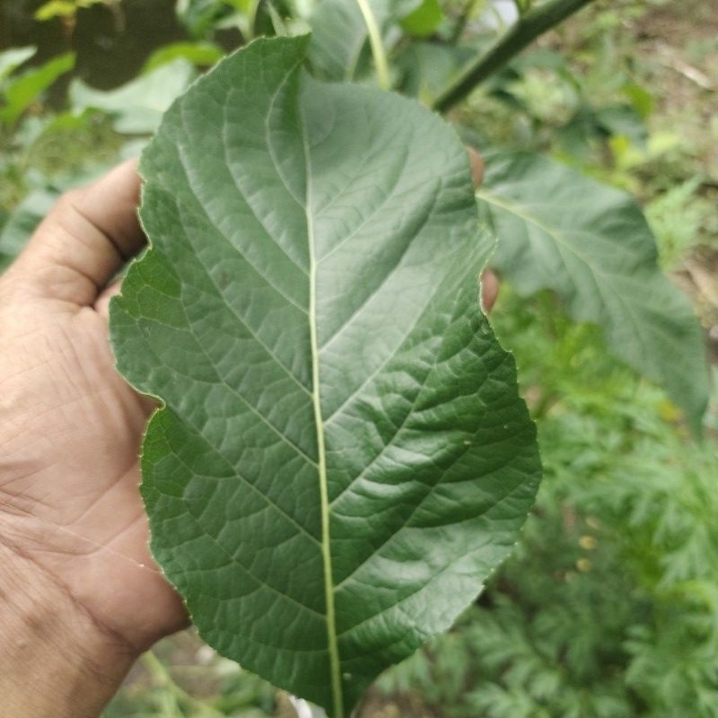 

daun afrika segar 100 gram