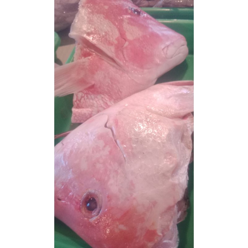 kepala kakap merah ukuran besar per biji 2kg  lebih