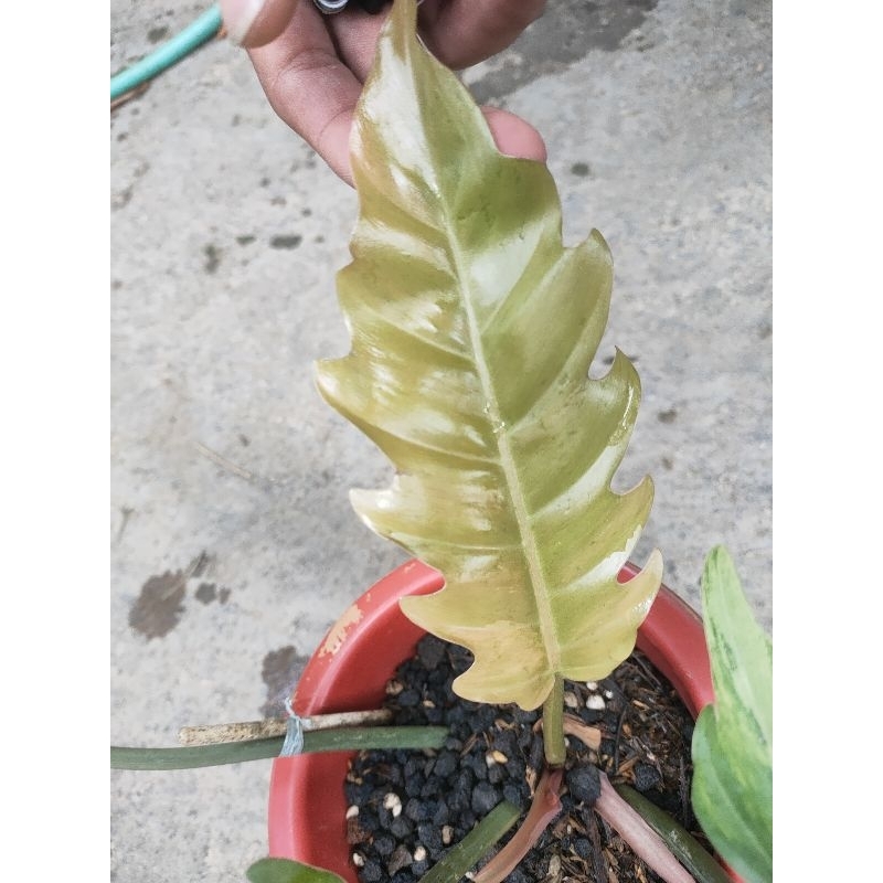 Philodendron Caramel Marble Varigata