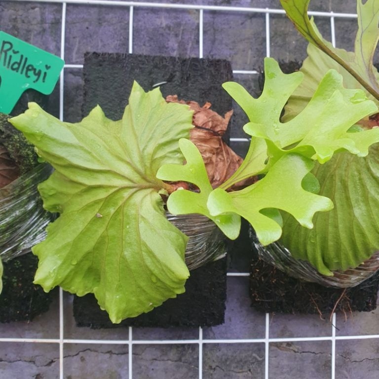 GROSIR  BONUS PAPAN PINUS Platycerium Ridleyi Simbar menjangan Tanduk Rusa Kalimantan Size Baby