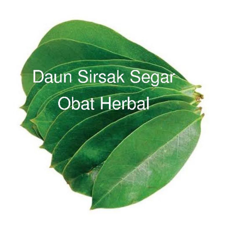 

Daun Sirsak Segar Obat Herbal Alami, 10lbr