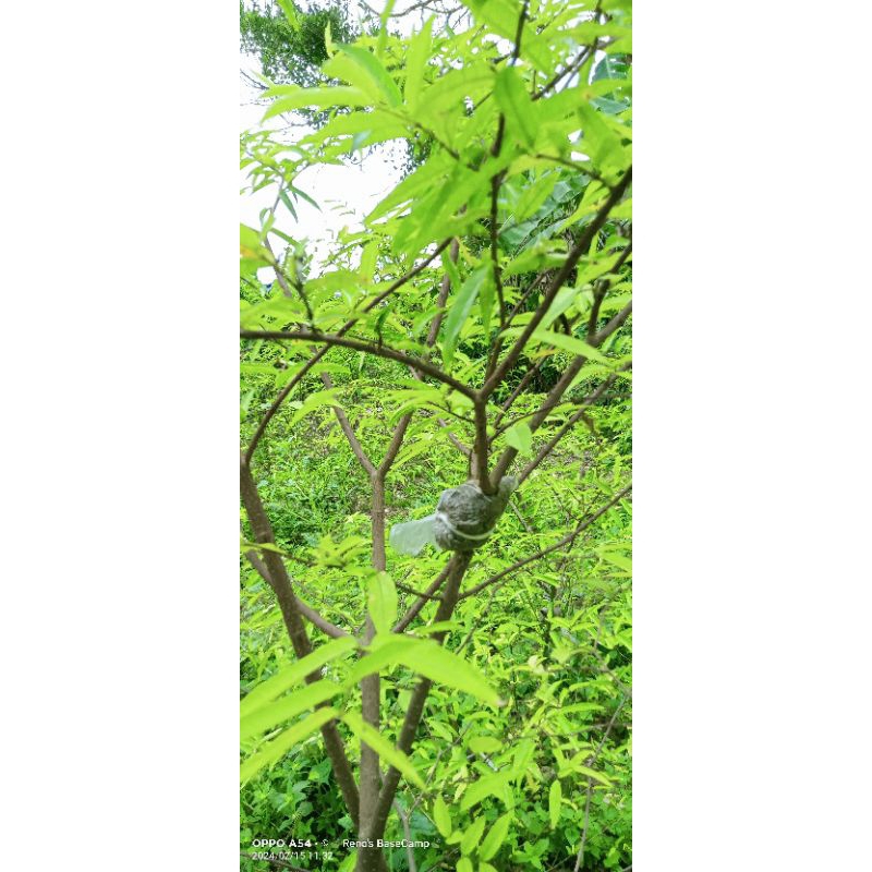 cangkokan anting putri