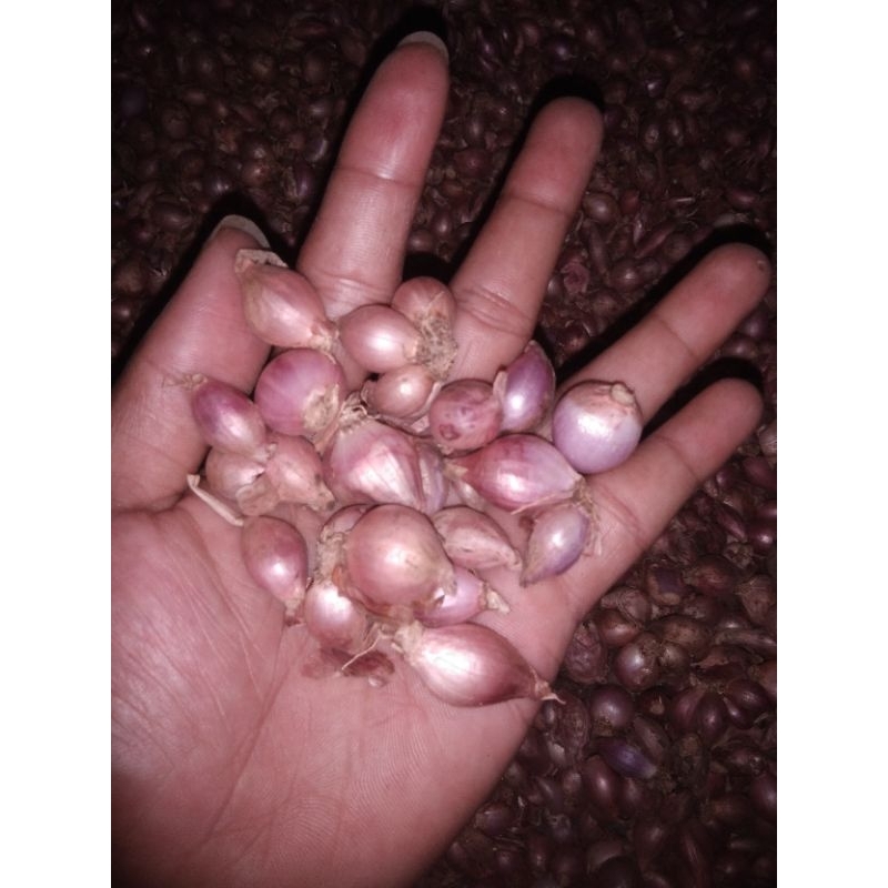 

bawang merah kecil 1kg berkualitas