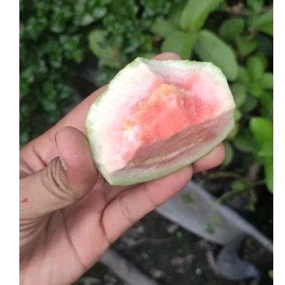 Bibit Cangkok Jambu kristal merah