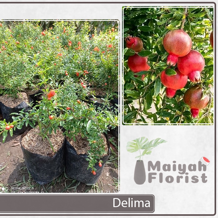 Delima Merah - Tanaman Buah