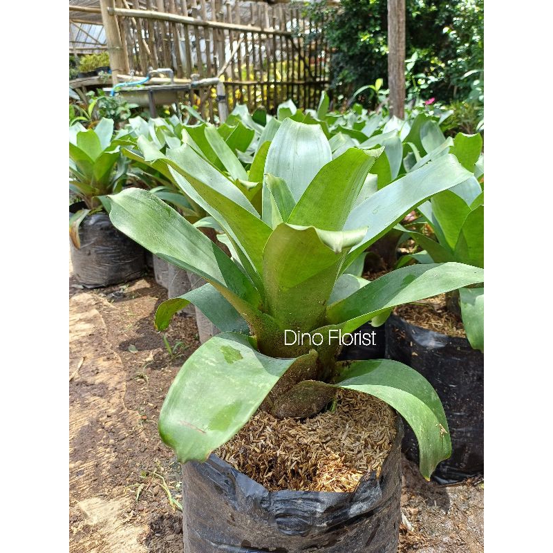 Tanaman Hias Bromelia Hijau - Green Bromelia / Bromelia Jumbo