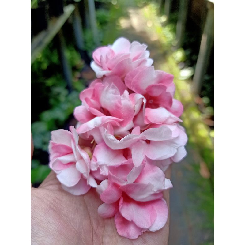 BENIH BUNGA PACAR AIR ROSE BALSAMNIA PINK GRADASI PUTIH