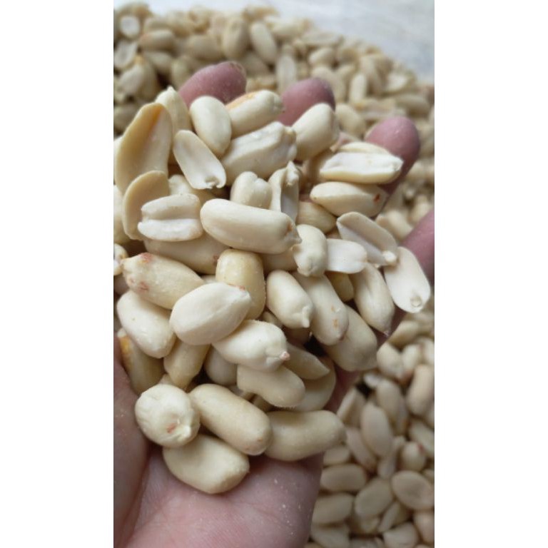 

READY STOK Kacang Tanah 2529 Jumbo 4151 No2 Kupas Bersih 5Gram G Setengah Kilo Bukan Lokal