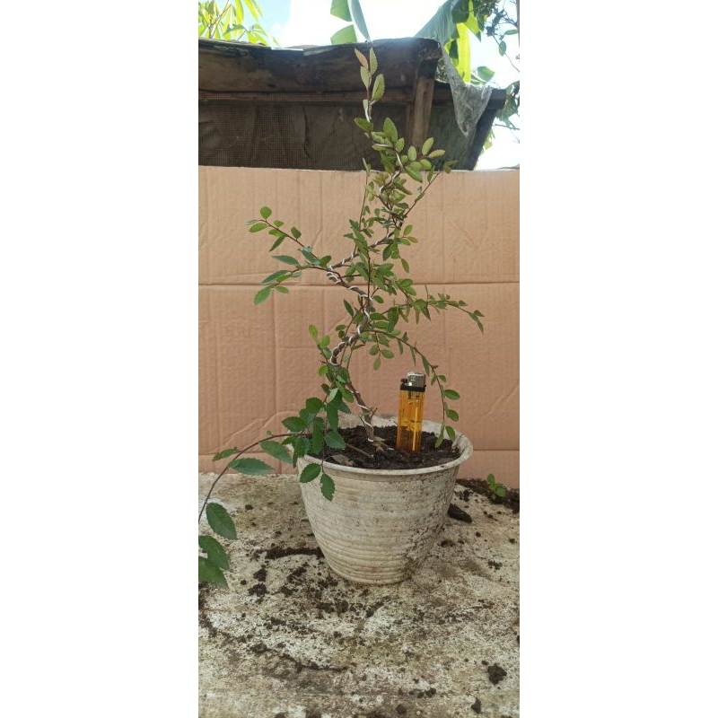 Ulmus bahan bonsai