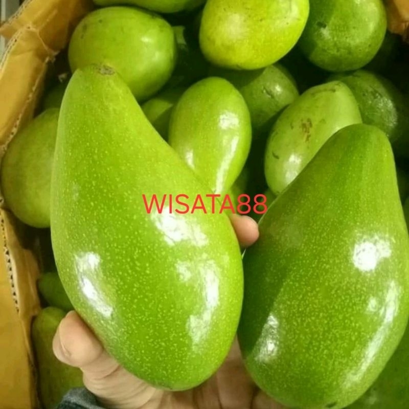 

buah alpukat mantega super grade A 500gr lokal indonesia