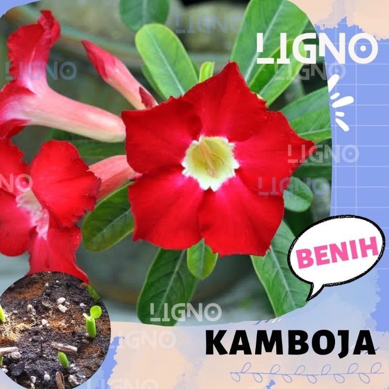 Benih KAMBOJA RED Biji Bunga Adenium Obesum