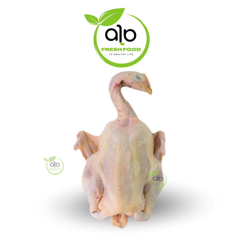 

Ayam Kampung Fresh 1 kg (daging segar) - ALO Fresh Food