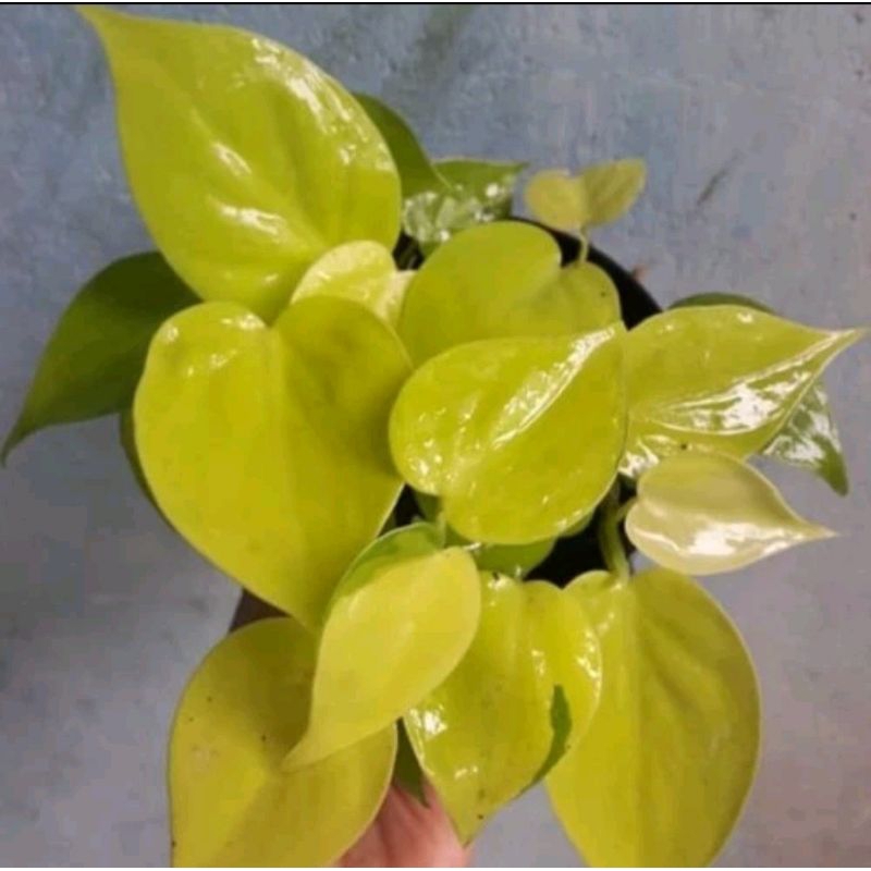 tanaman hias sirih gading lemon isi 5 pohon satu pot sudh rimbun