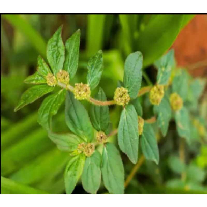 

Daun Nanangkaan 500Gram Segar Daun Patikan Kebo Segar Organik