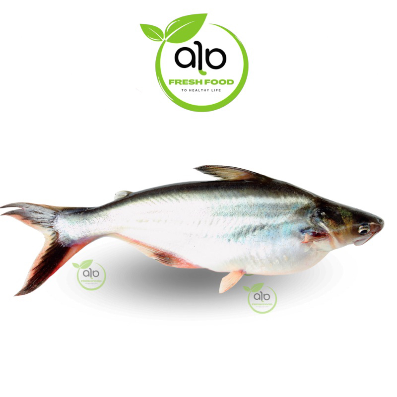 

Ikan Patin - ALO Fresh food