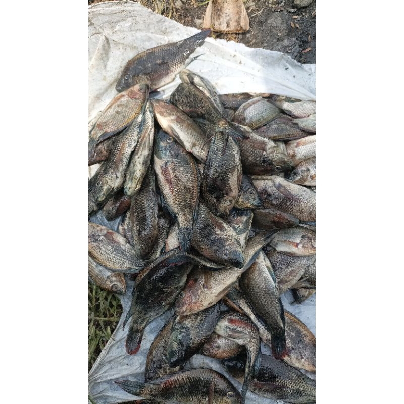 

ikan mujaer konsumsi