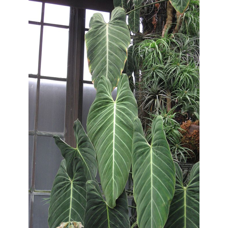 BATANG BESAR DAUN RIMBUN TERMURAHTanaman hias Philodendron Melanochrysum - Philodendron Melano