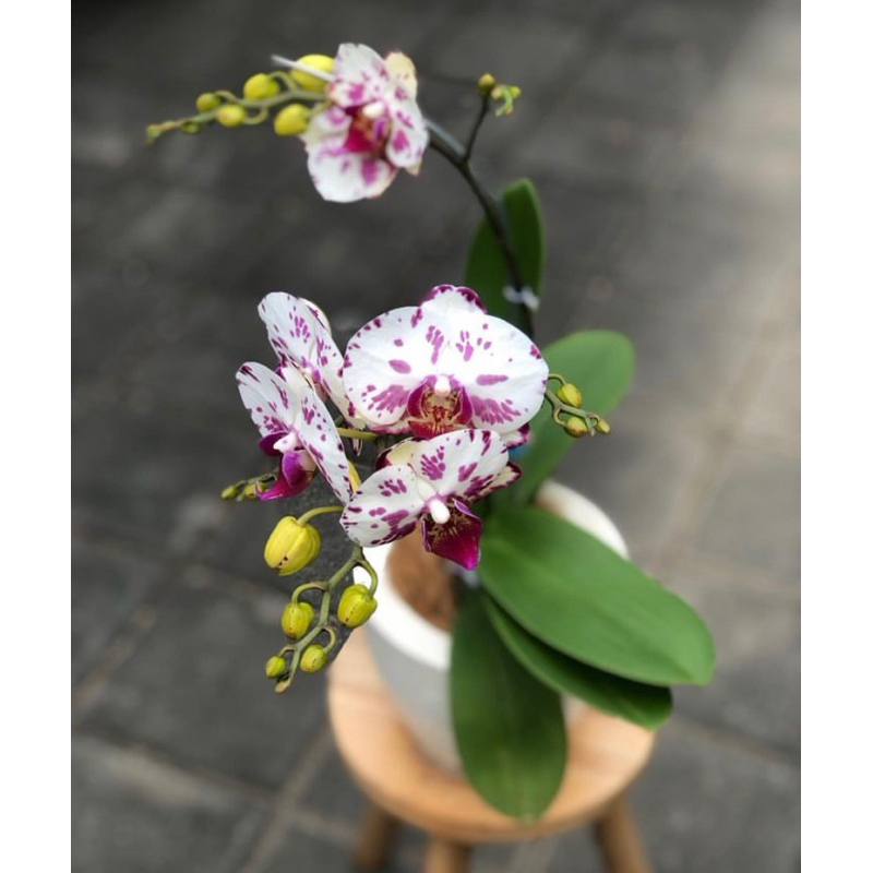 anggrek bulan primadona putih ungu spike jumbo