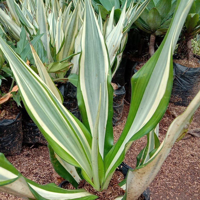 tanaman agave putih atau agave varigata