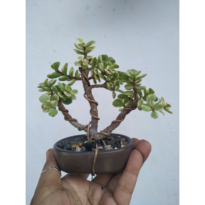 bonsai mini portulacaria afra variegata/bonsai jade plant