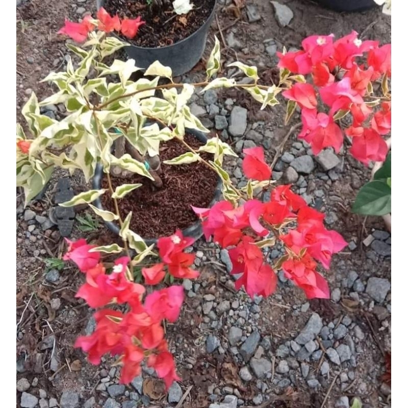 Bougenville Chili varigata merah