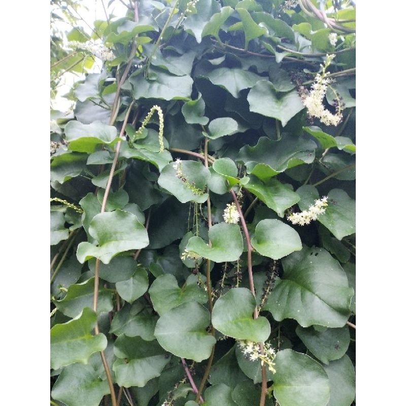 

BIBIT BINAHONG UNGGUL GARANSI 5 Buah BIBIT MATI KAMI GANTI