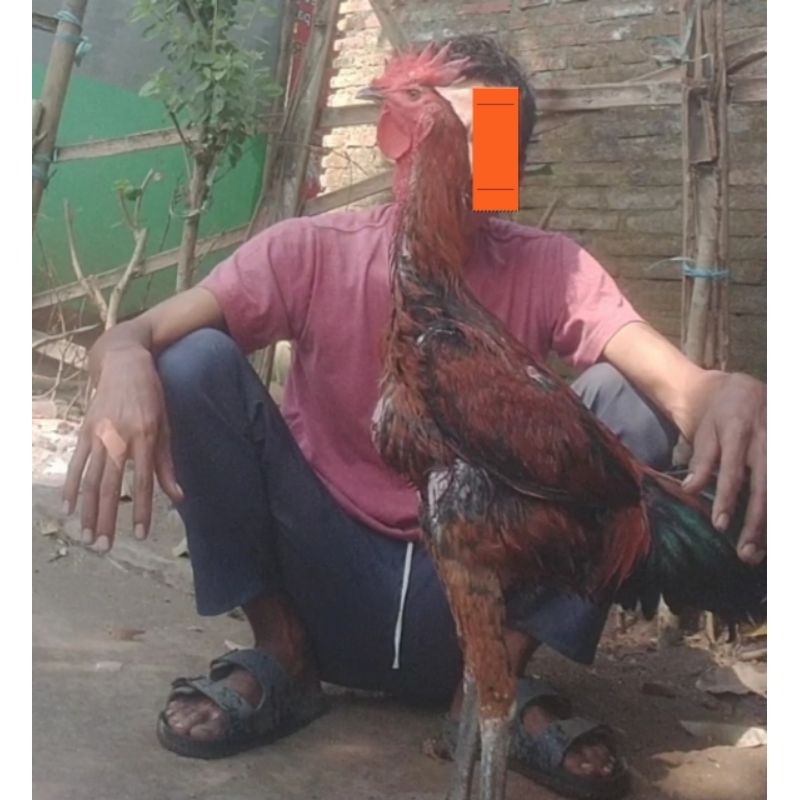 telur fertil ayam pelung