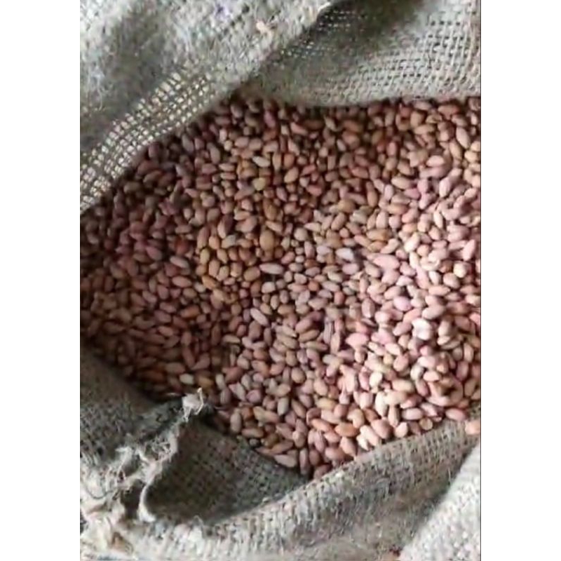 

Kacang OB India Mentah 100% Asli