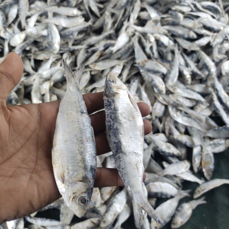 

ikan Asin Tembang sisik kaca 1kg/ ikan Asin Tembang fresh