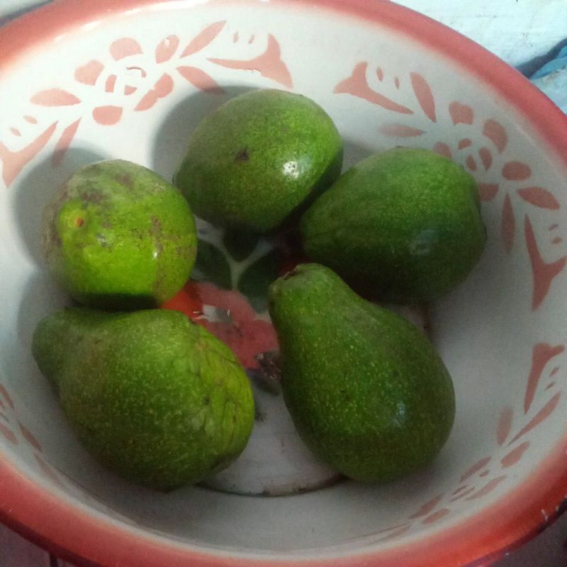 

alpukat jawa
