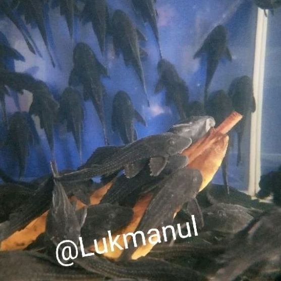 Ikan pembersih sapu sapu hitam