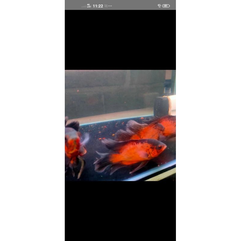 Oscar tembaga slayer hiasan aquarium