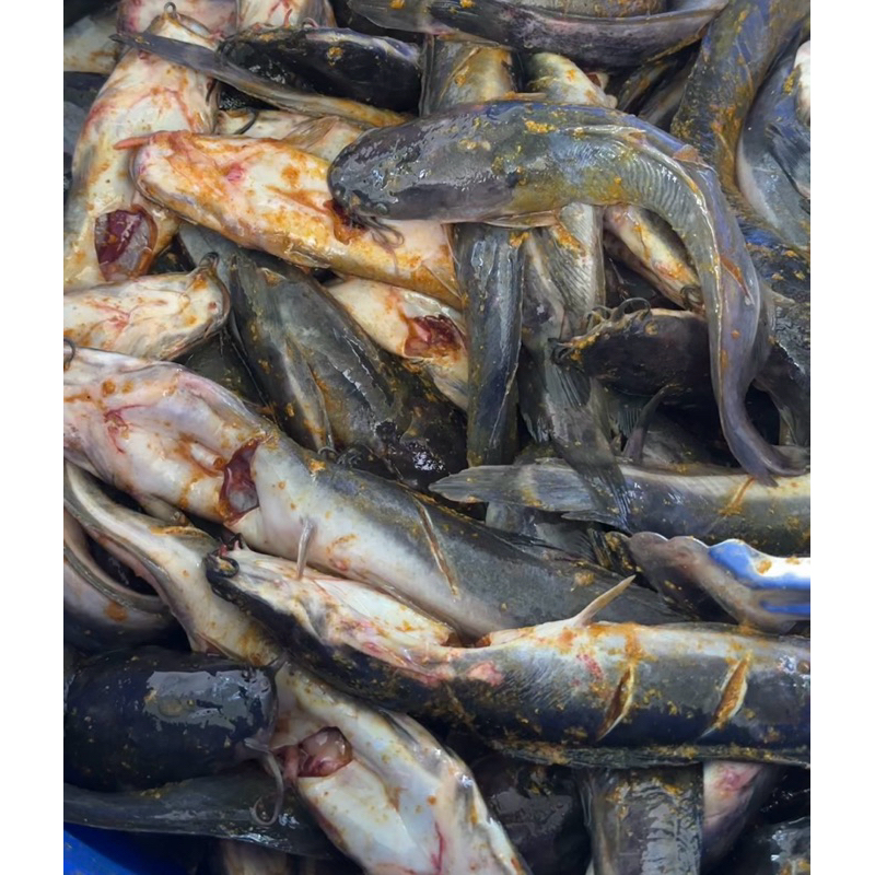 

IKAN LELE / NILA MARINASI SIAP GORENG