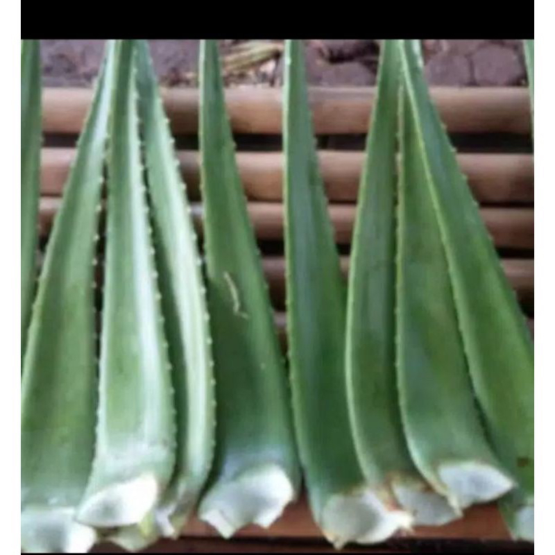 pelepah lidah buaya