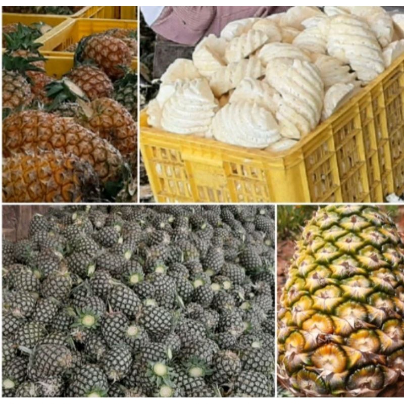 BIBIT NANAS MADU JUMBO