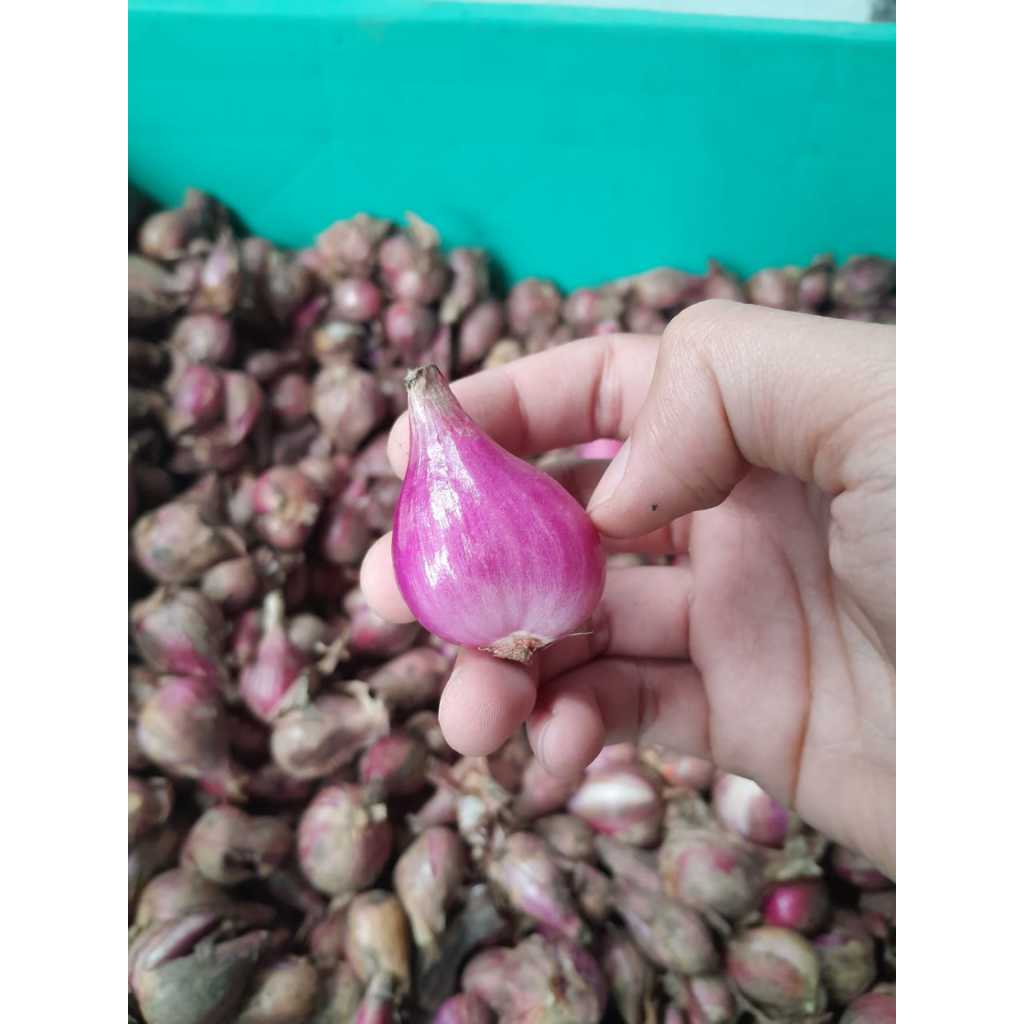 

KIRIM CEPAT Bawang Merah BREBES