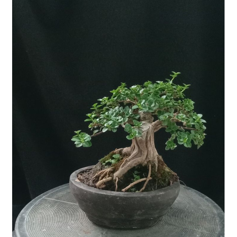 Bonsai Sancang Shito
