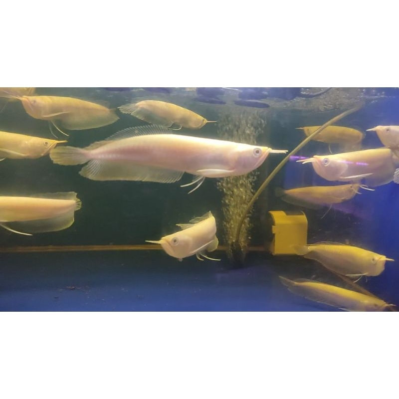 PROMO ikan hias aquarium Arwana Silver albini 20-22cm siap proges bergaransi 100%